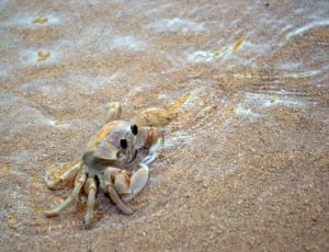 white and brown crab thumbnail