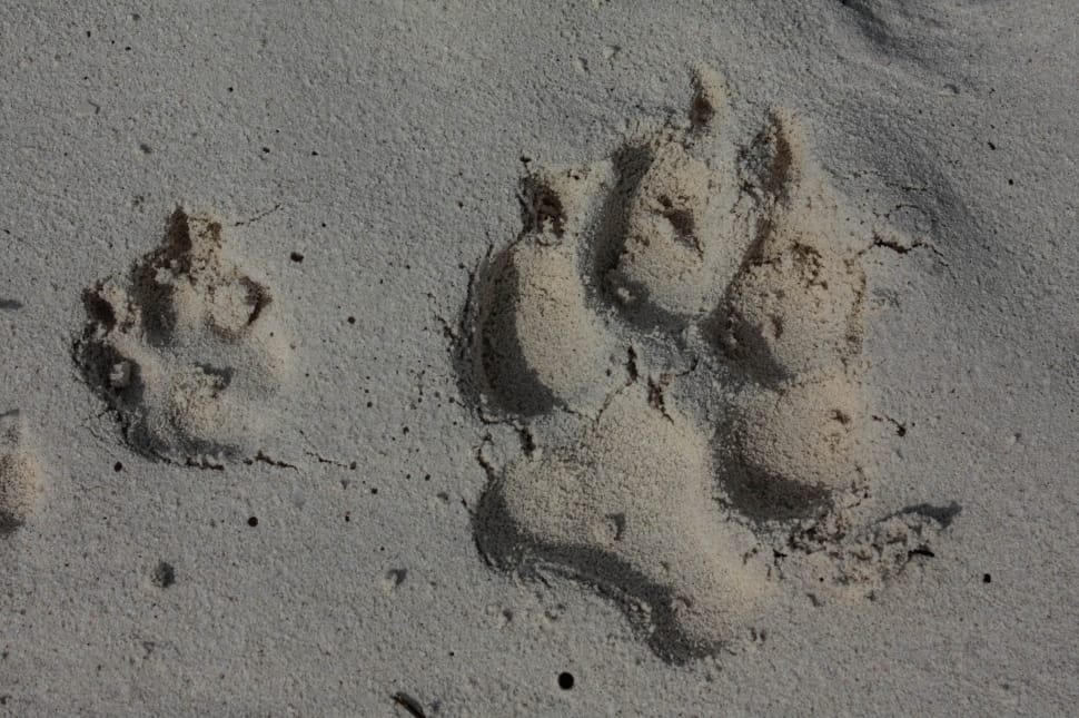 bear print on gray sand preview