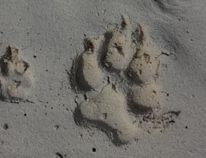 bear print on gray sand thumbnail