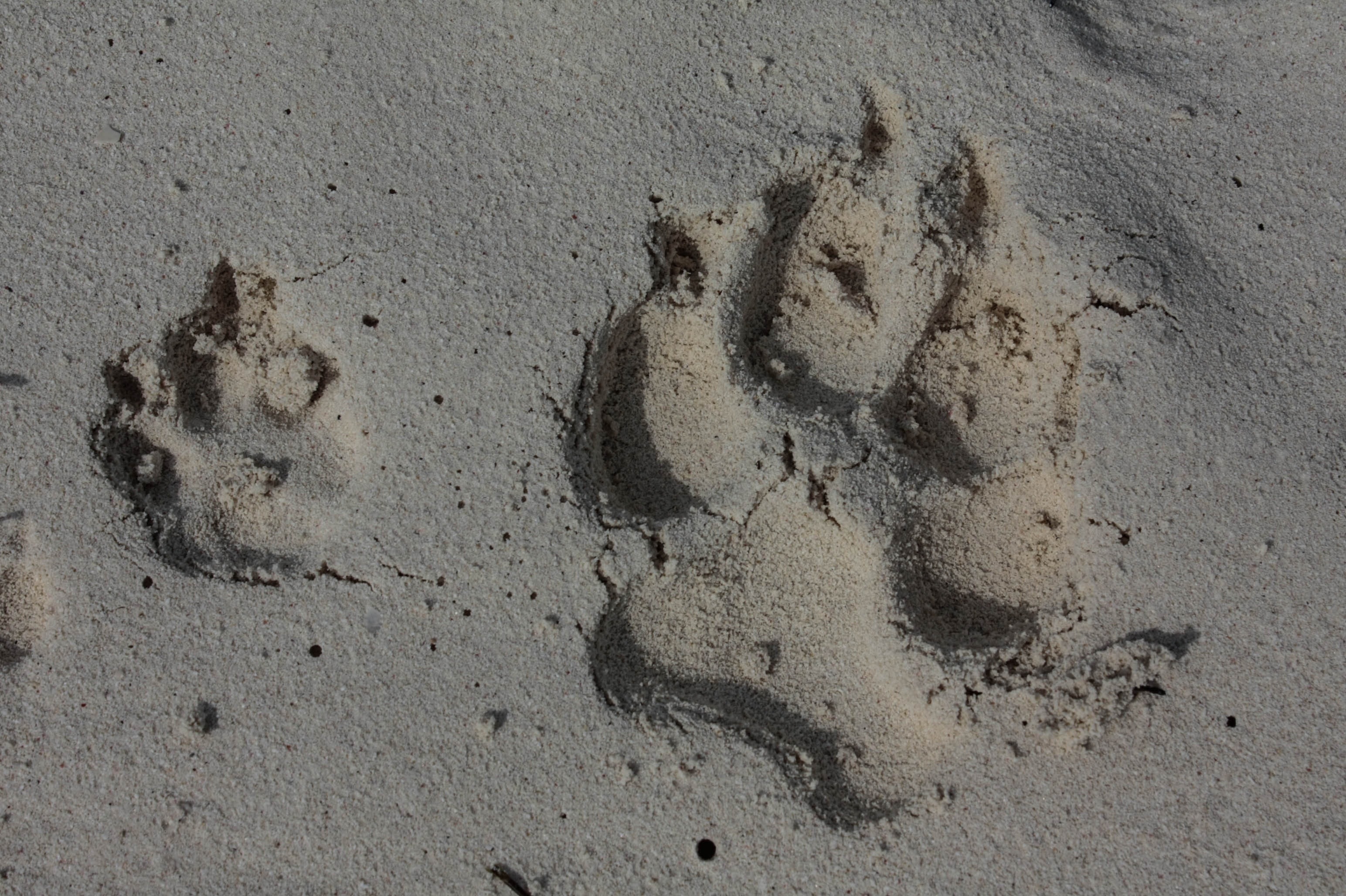 bear print on gray sand