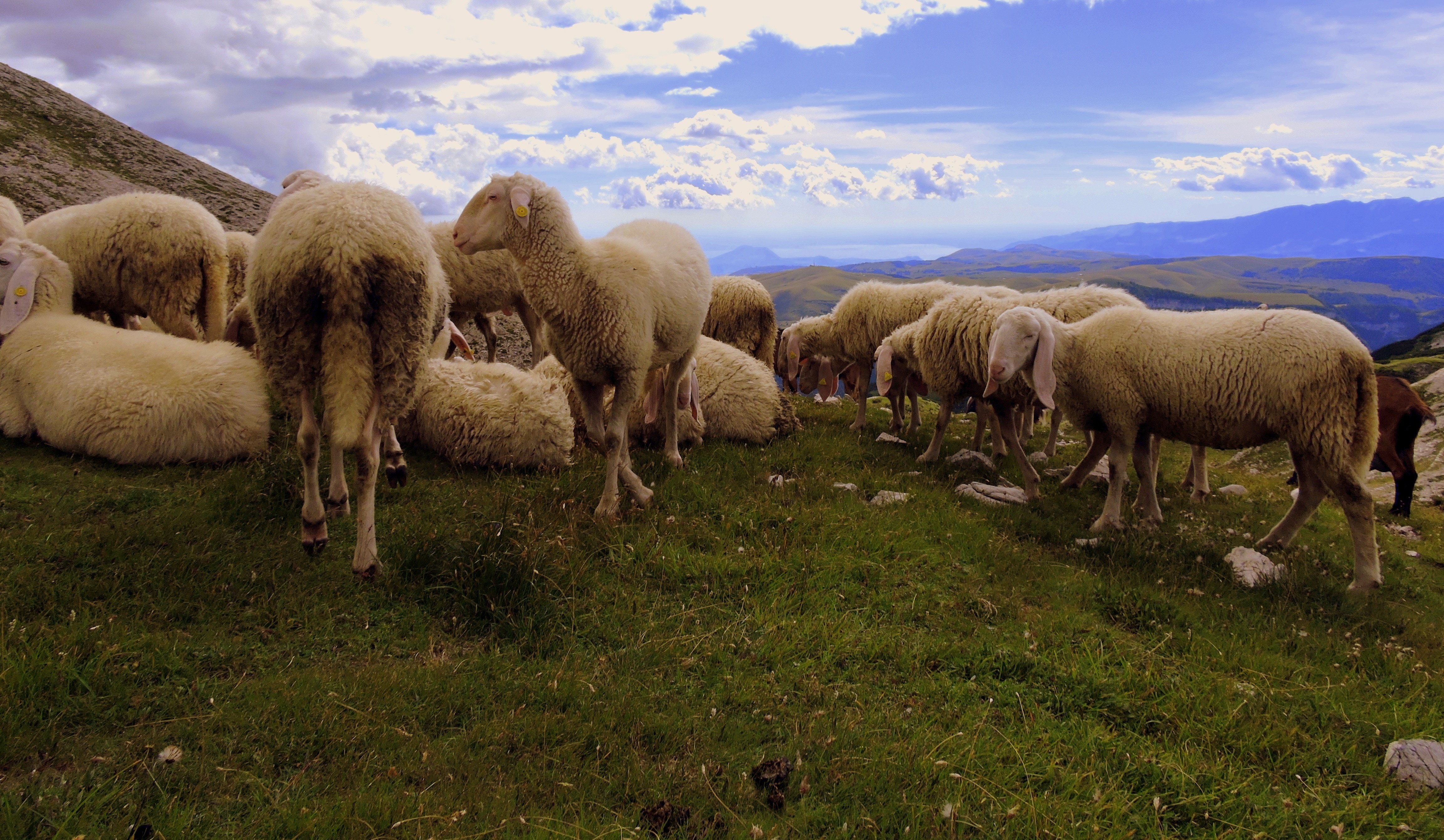 flock of sheeps