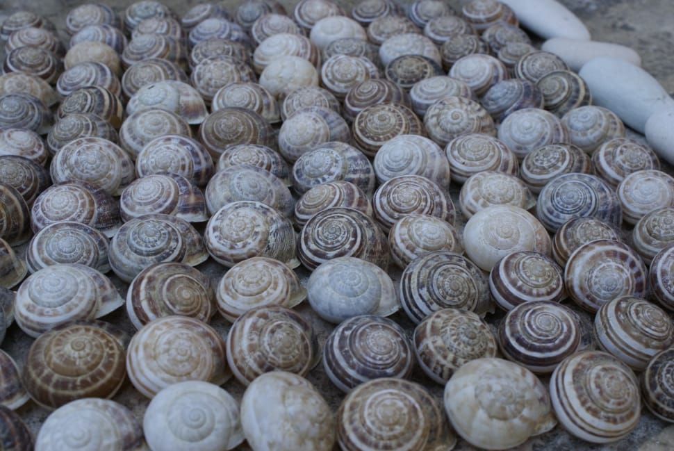 decorative snail ornaments collection preview