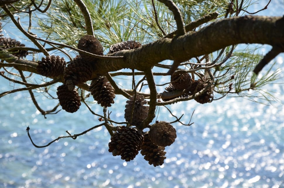 brown pine cones lot preview