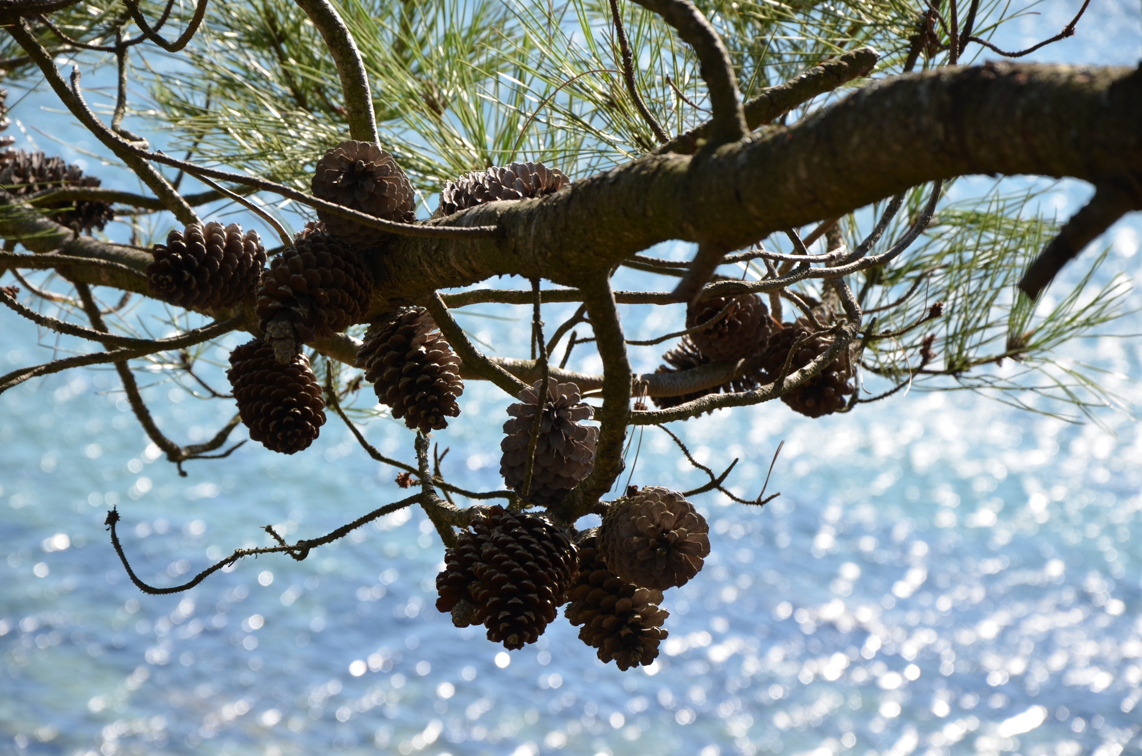 brown pine cones lot