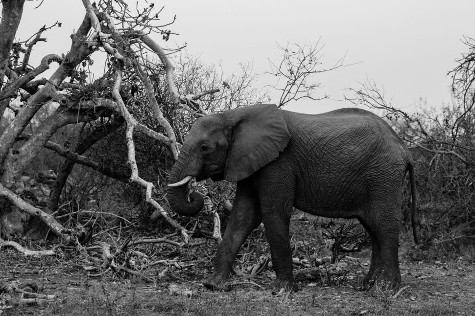 grayscale photo of elephant walking nears withered trees preview