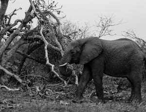 grayscale photo of elephant walking nears withered trees thumbnail