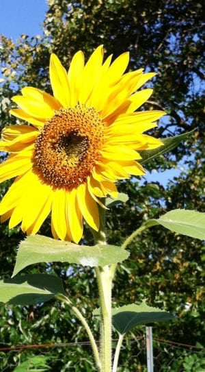 close up shot of yellow sunflower at daytime thumbnail