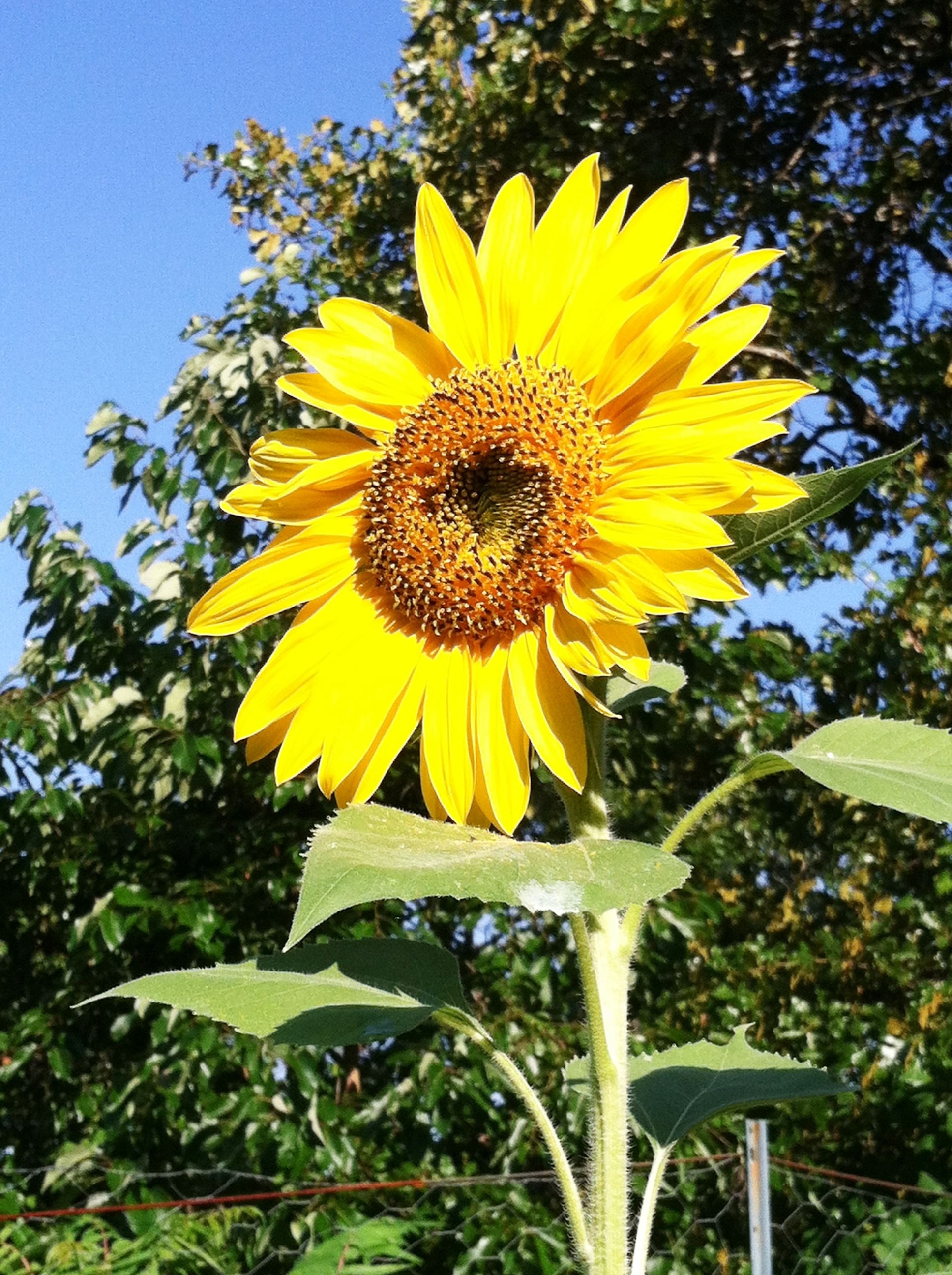 close up shot of yellow sunflower at daytime