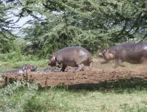 group of hippo running on grass field near trees at daytime thumbnail