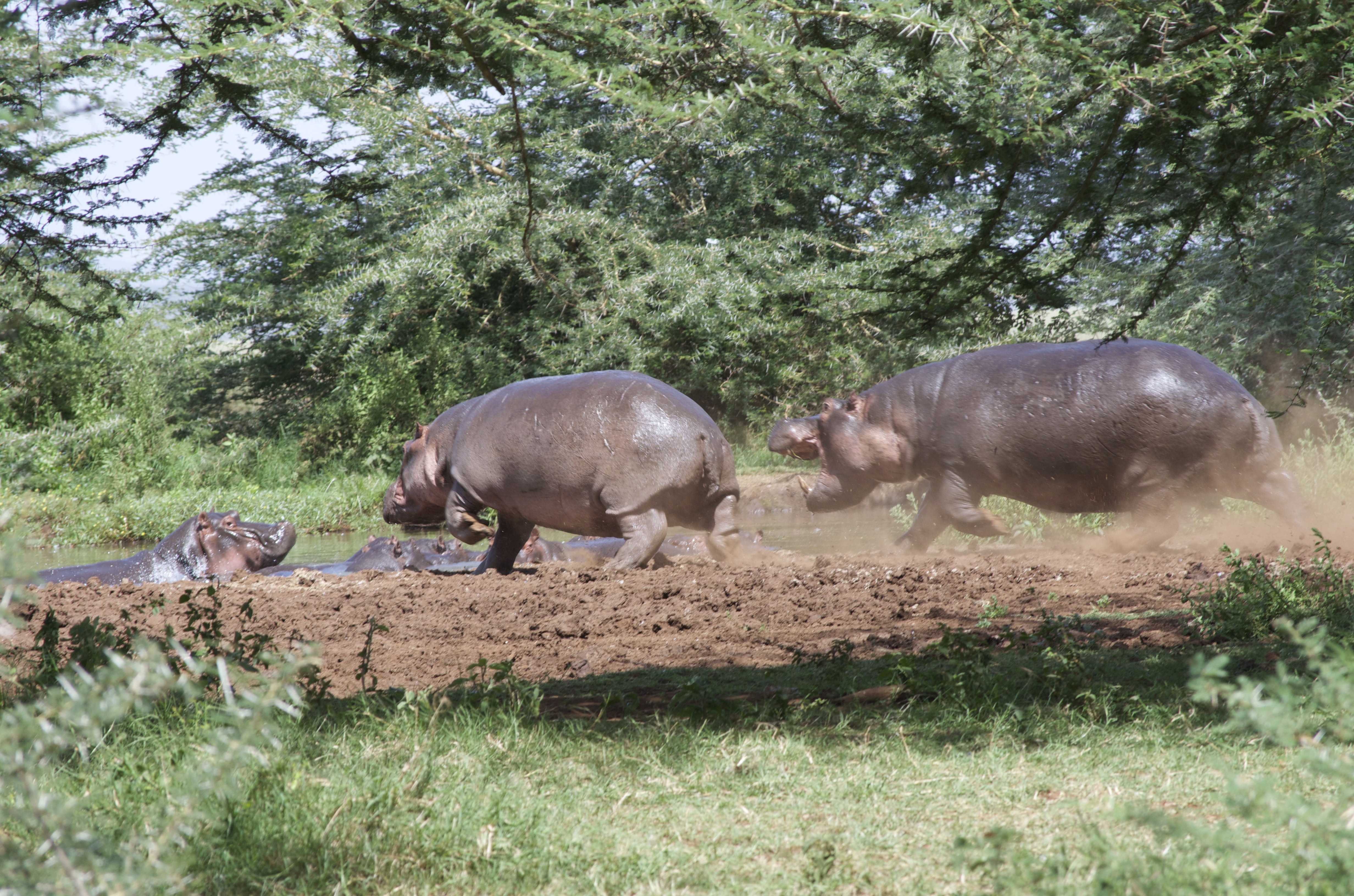 group of hippo running on grass field near trees at daytime