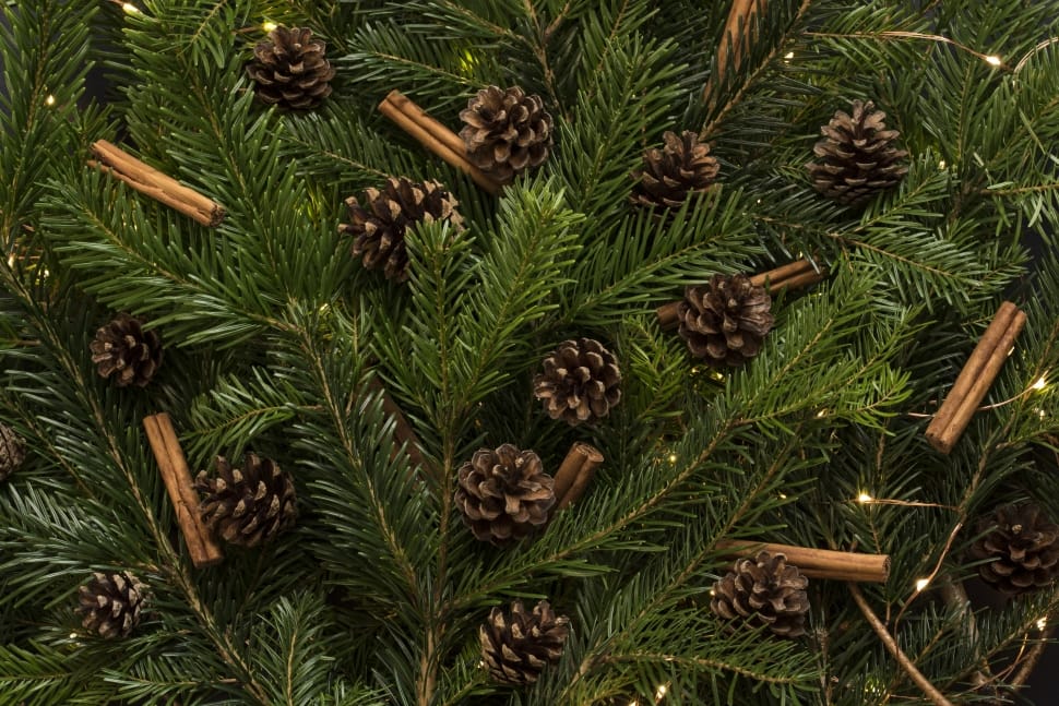 green spruce leaves with brown pine cones preview