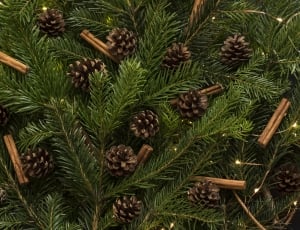 green spruce leaves with brown pine cones thumbnail