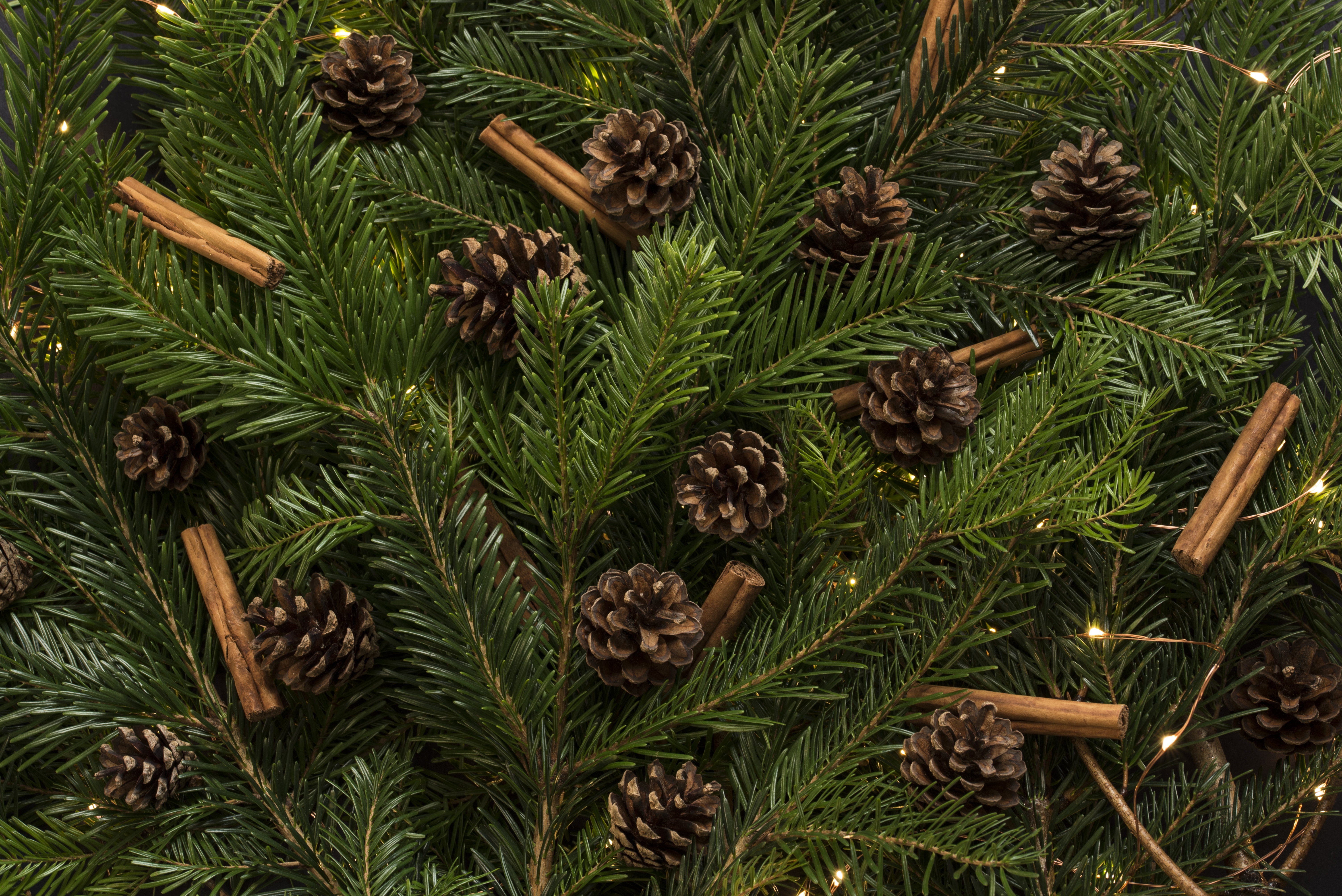 green spruce leaves with brown pine cones