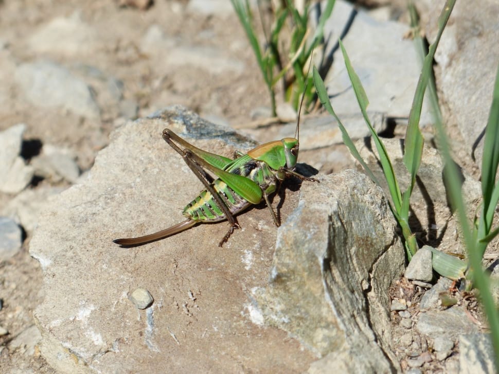 green and brown grasshopper preview