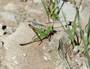 green and brown grasshopper thumbnail
