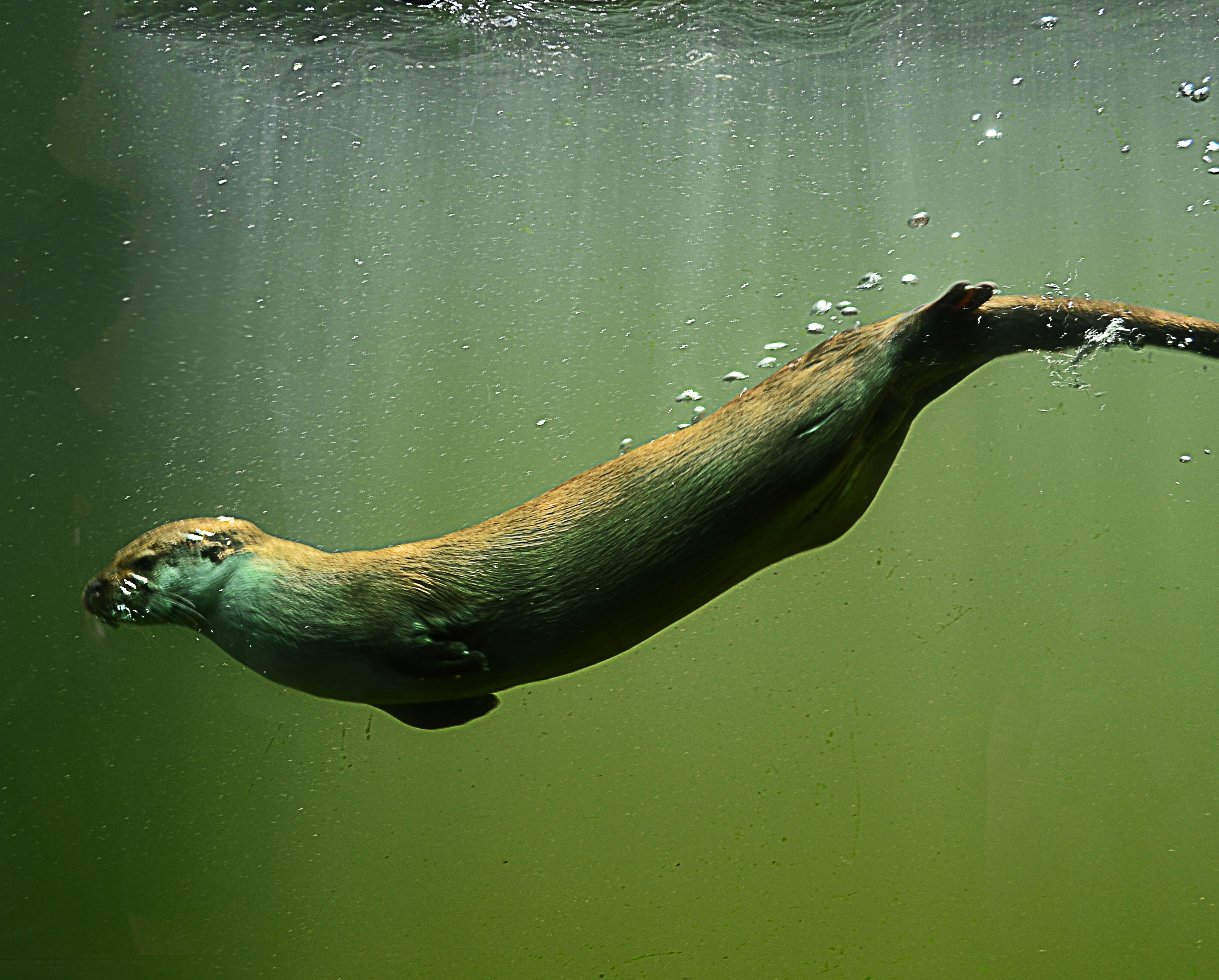 brown seal