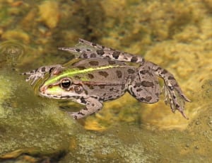 brown and green frog on water thumbnail