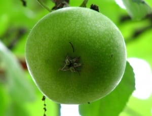 green round fruit during daytime thumbnail