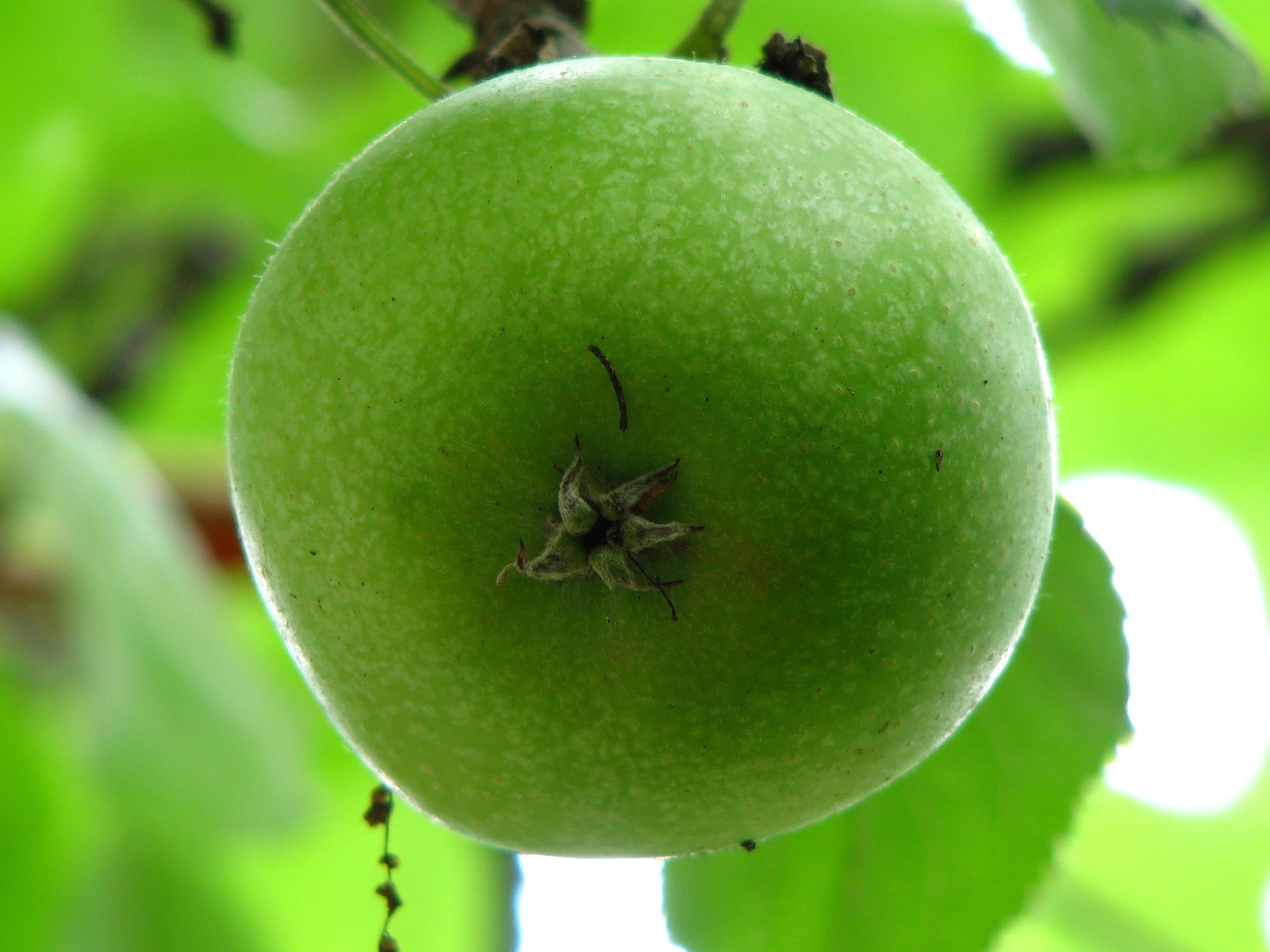 green round fruit during daytime