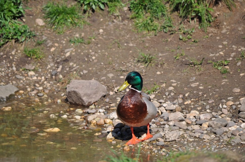 grey and brown mallard duck preview