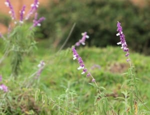 lavender plant thumbnail