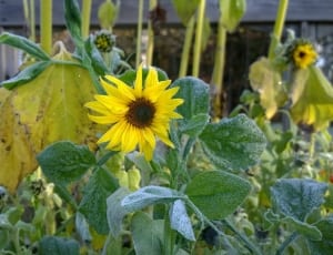 yellow sunflower during day time thumbnail