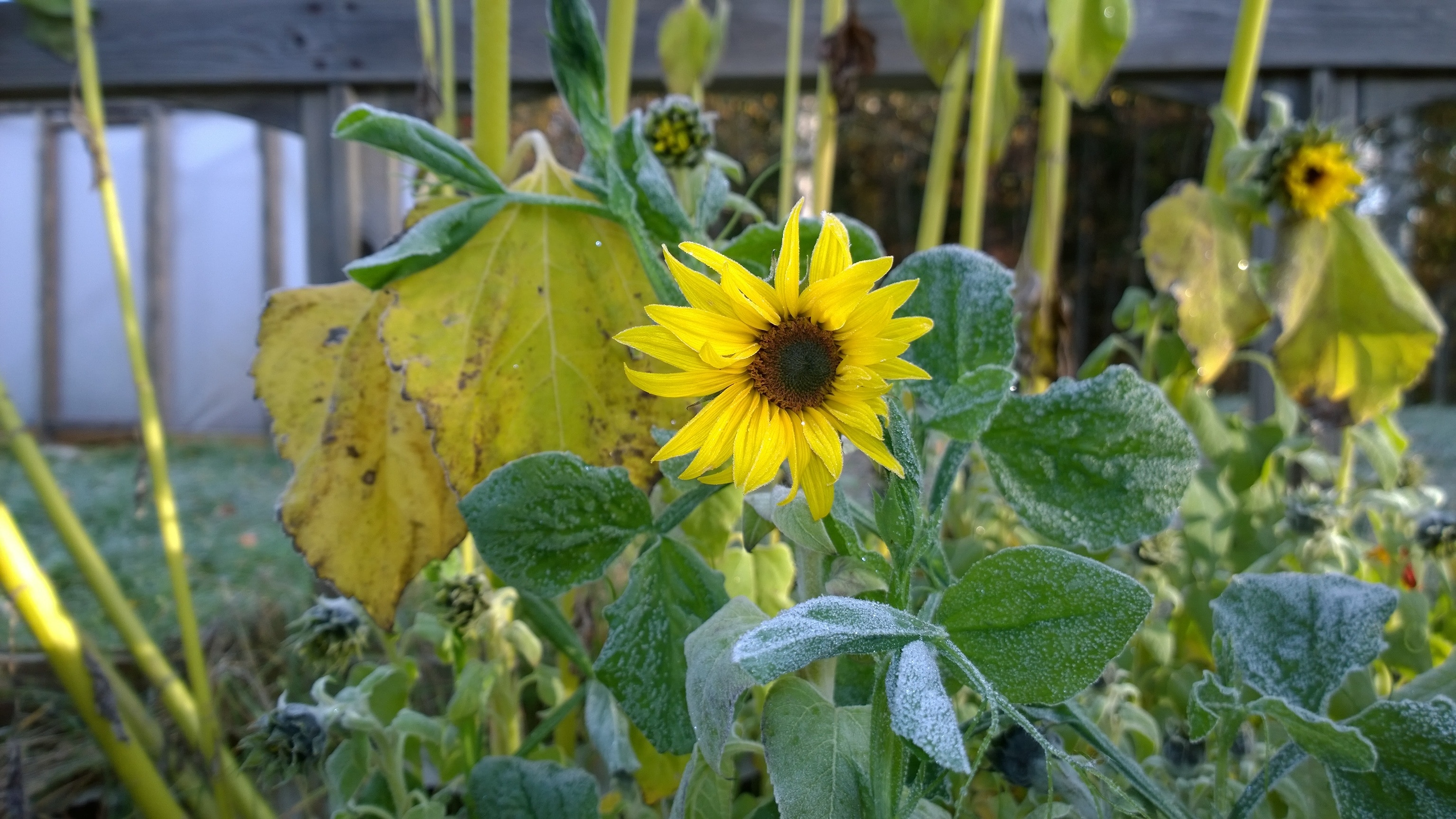 yellow sunflower during day time