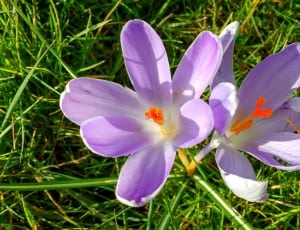 two purple and white petaled flowers thumbnail