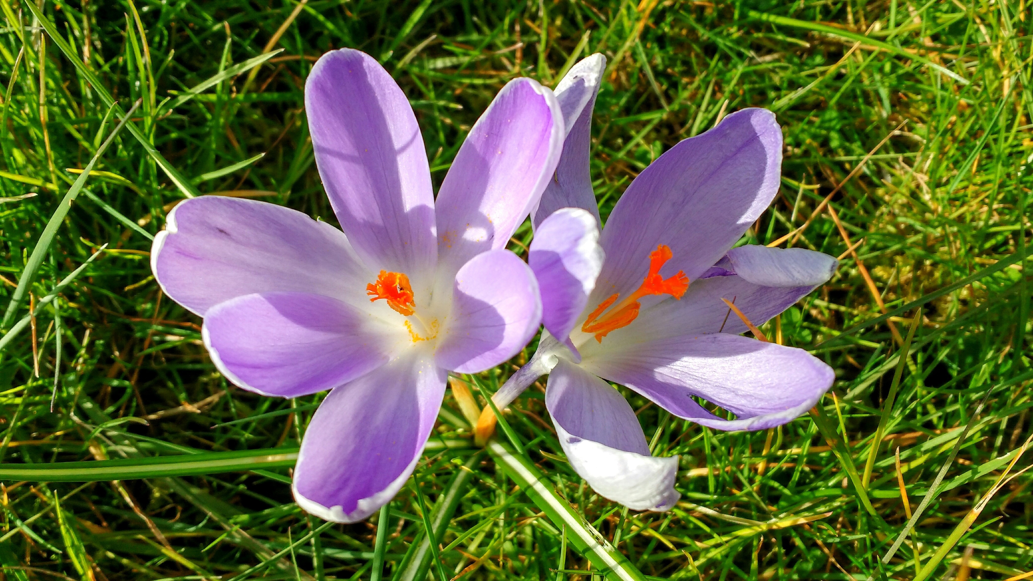 two purple and white petaled flowers