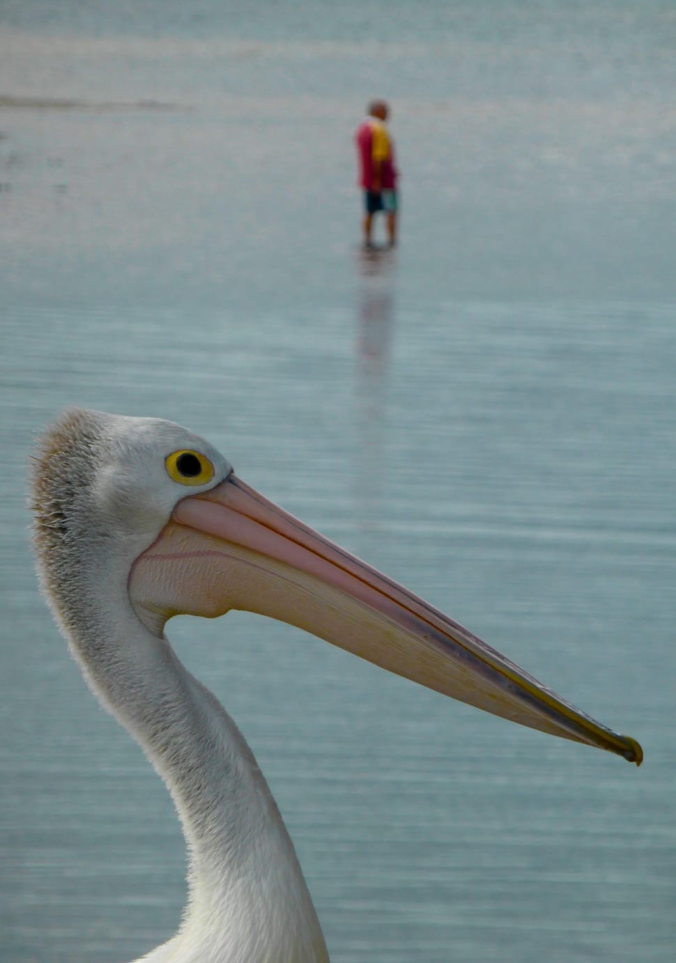 white pelican preview