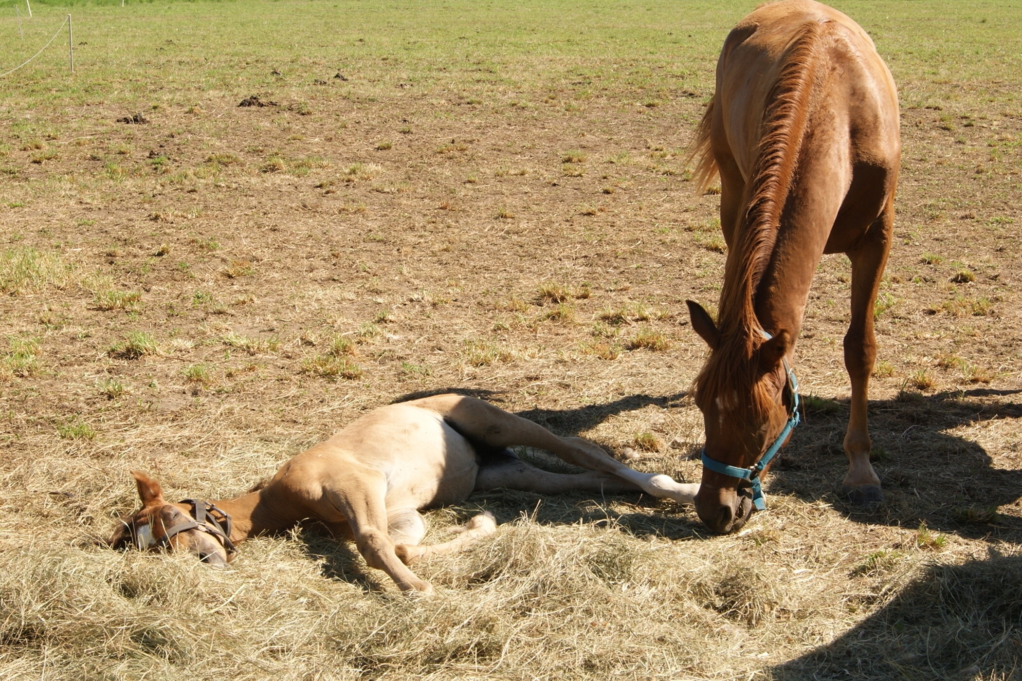 brown horse and brown horse pony