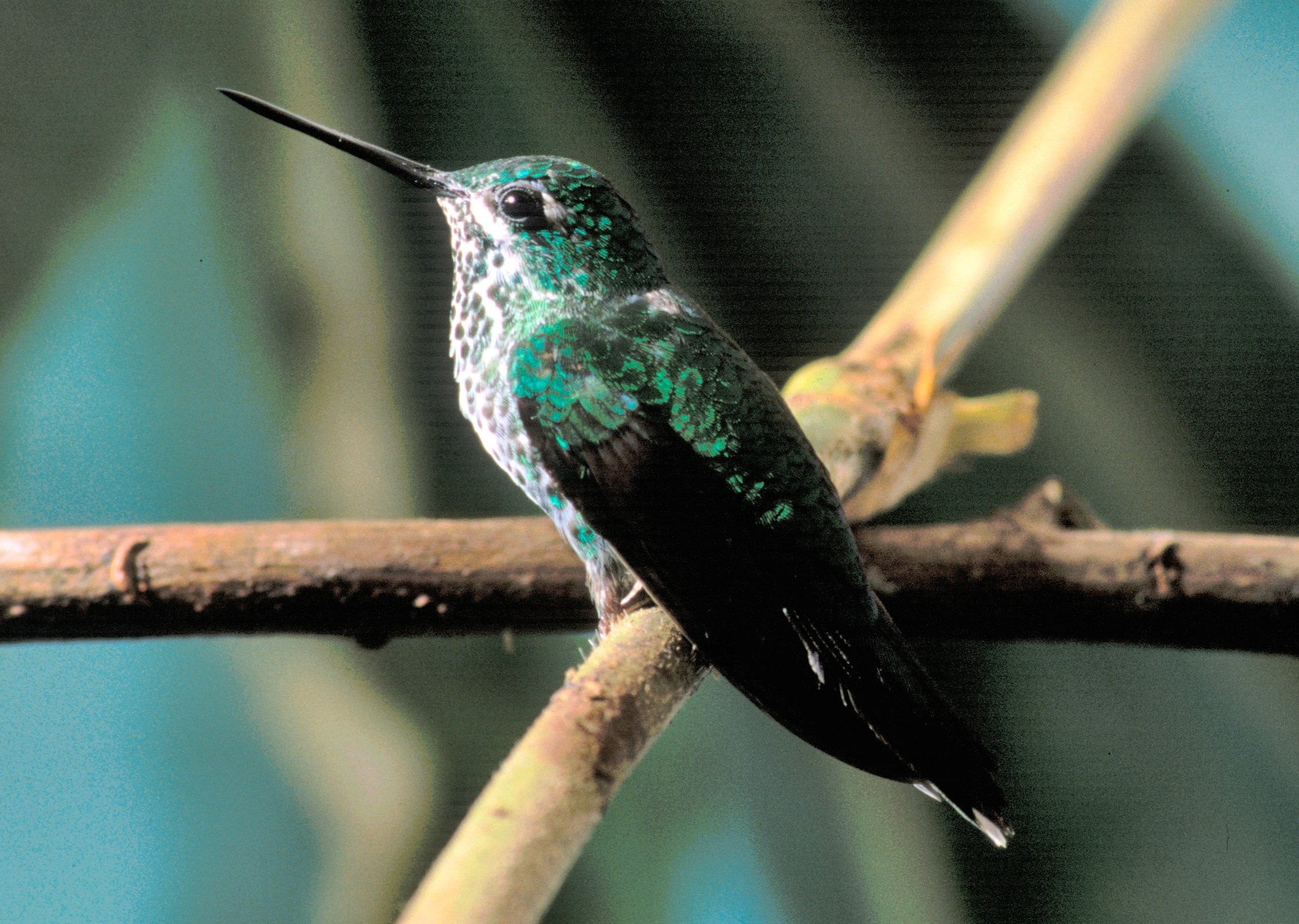 1280x1024 Wallpaper White Green And Black Long Pointed Beak Bird Peakpx