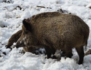 black and brown bear during winter thumbnail