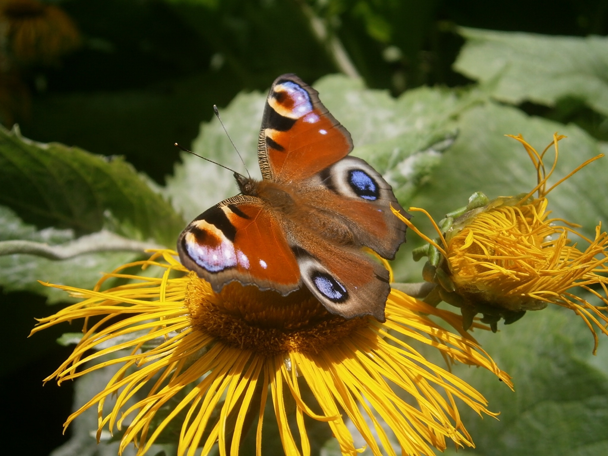 brown and white moth butterfly