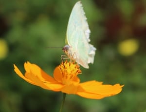 white and blue butterfly thumbnail