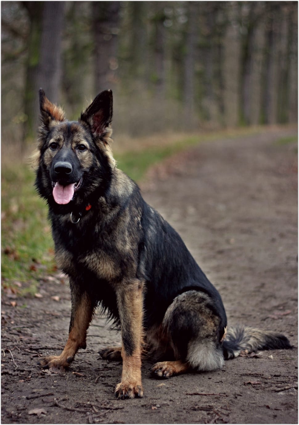 German Shepherd, Dog, Forest, Sitting, dog, one animal preview