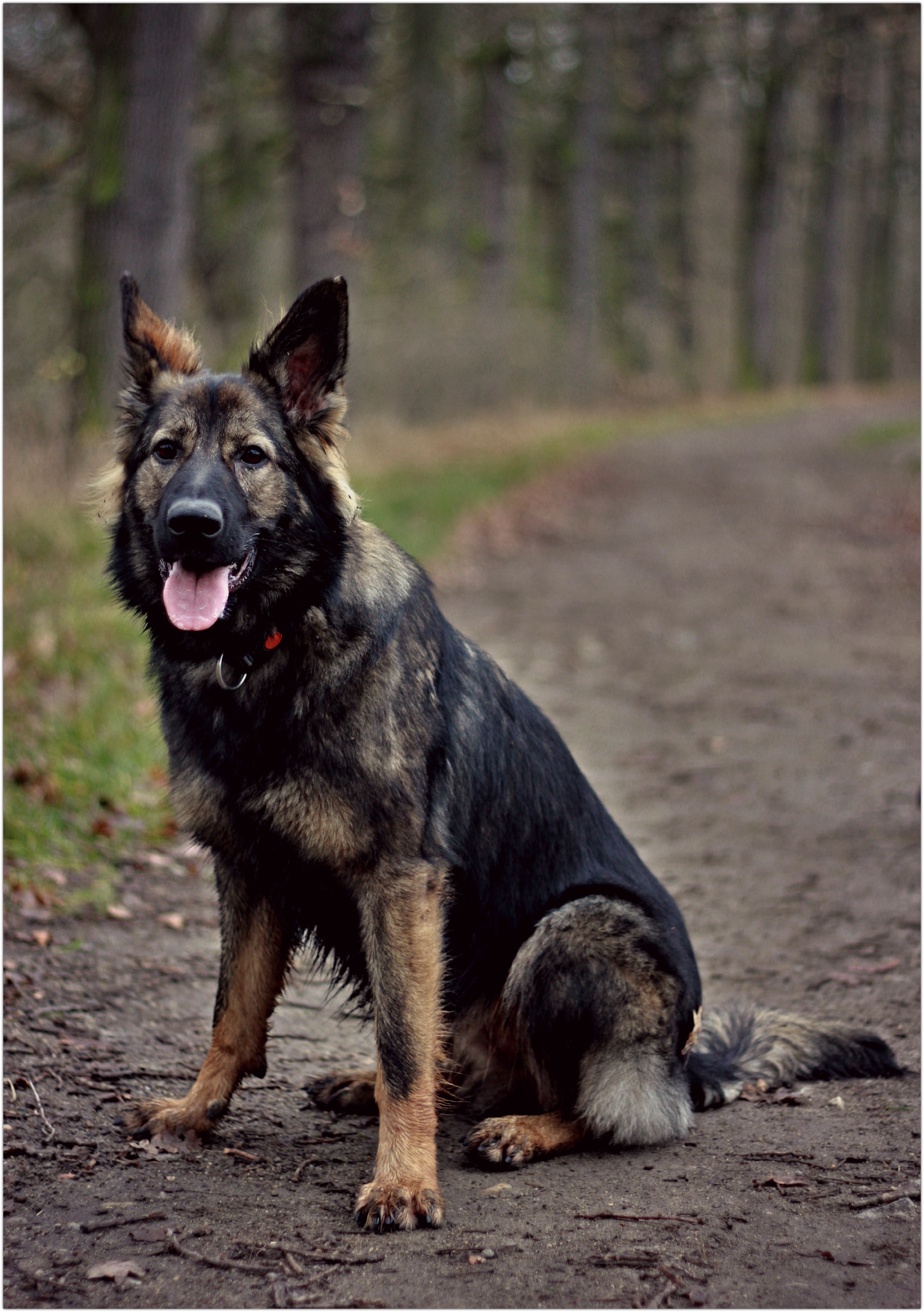 German Shepherd, Dog, Forest, Sitting, dog, one animal
