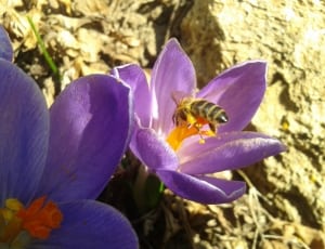 black and yellow bee on purple petaled color collecting nectar thumbnail