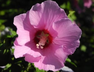 pink hibiscus thumbnail