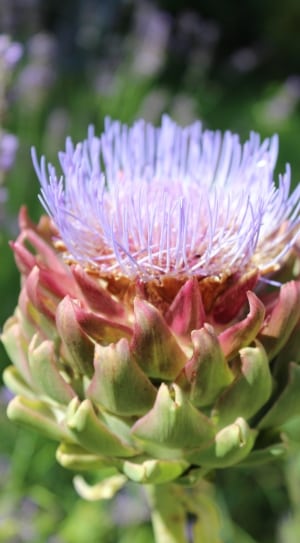 purple and green clustered flower thumbnail
