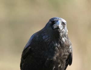 black raven thumbnail