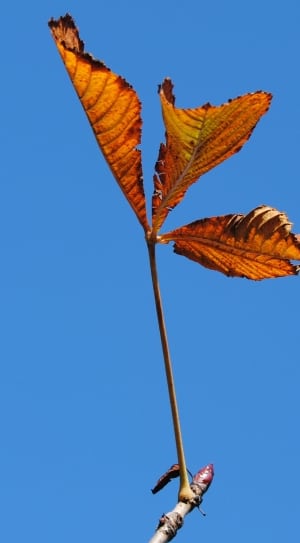 3 brown leaves thumbnail