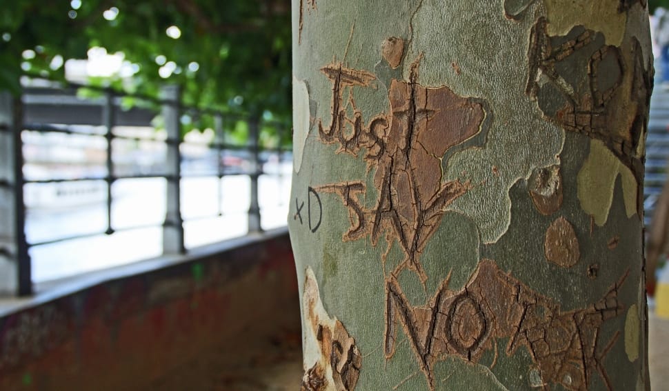 selective focus photography of tree with just say no carved preview