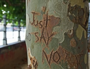selective focus photography of tree with just say no carved thumbnail
