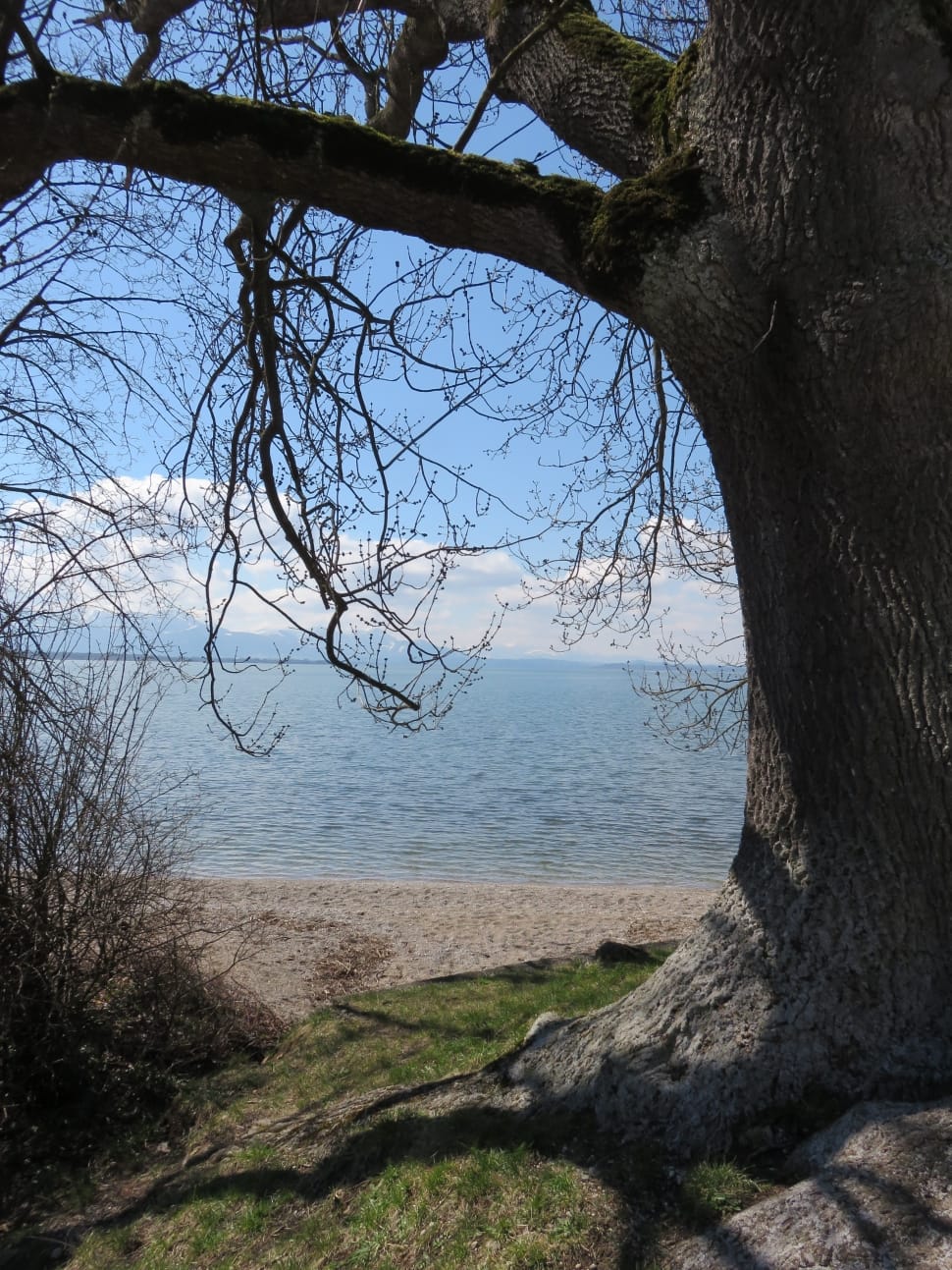brown tree beside body of water during daytime preview