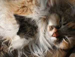 black brown and white long haired cat thumbnail