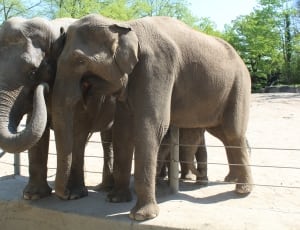 2 gray elephants thumbnail