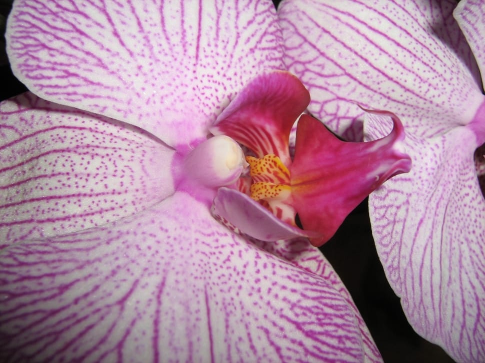 purple moth orchid preview