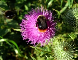 carpenter bee and purple flower thumbnail