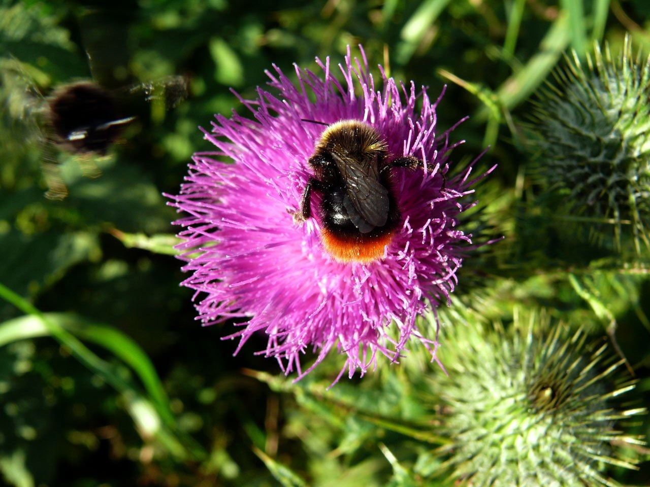 carpenter bee and purple flower